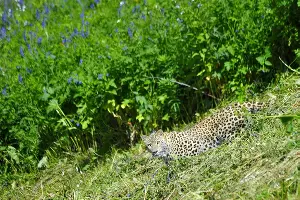  &copy;&nbsp;Фото с сайта Кавказского заповедника, kgpbz.ru