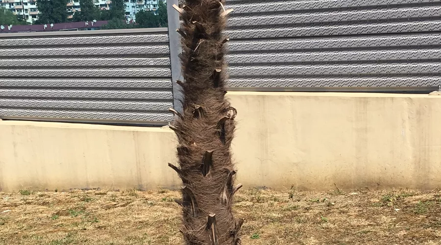  &copy;&nbsp;Фото Юлии Барановой, Юга.ру