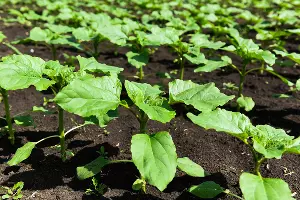 Опытная станция учхоза &laquo;Кубань&raquo; &copy;&nbsp;Фото Елены Синеок, Юга.ру