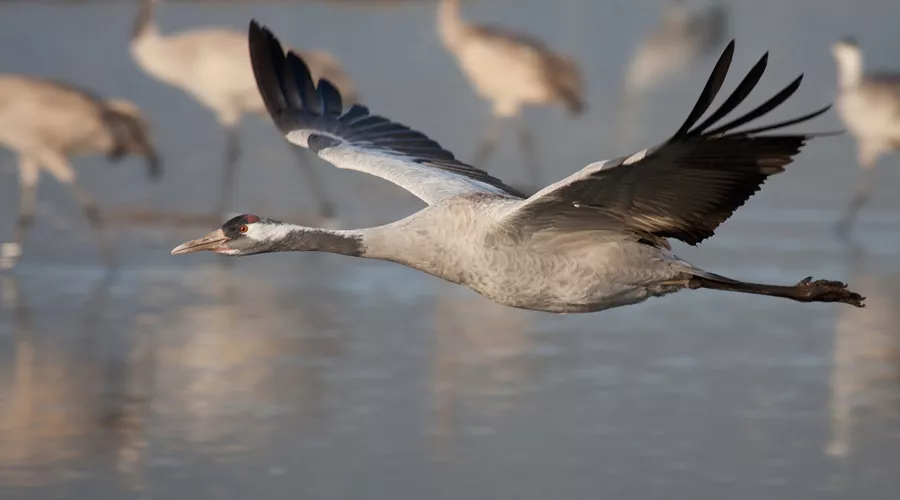 Серый журавль &copy;&nbsp;Фото Выха Пыхманна с сайта wikimedia.org