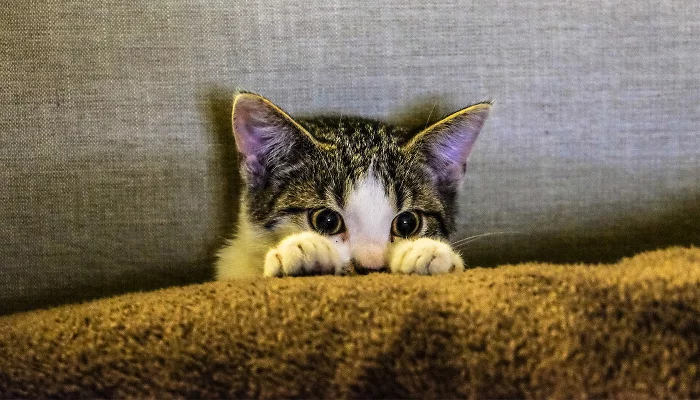 Жителя Сочи оштрафовали за мем с «Котольфом Китлером»