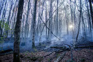 &copy;&nbsp;Фото Алисы Пелешенко со страницы vk.com/dobrofire