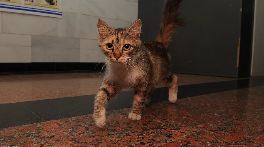  &copy;&nbsp;Елена Синеок, ЮГА.ру