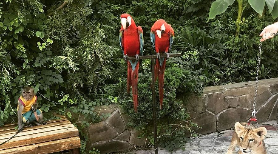  © Фото из инстаграма департамента окружающей среды города-курорта Сочи