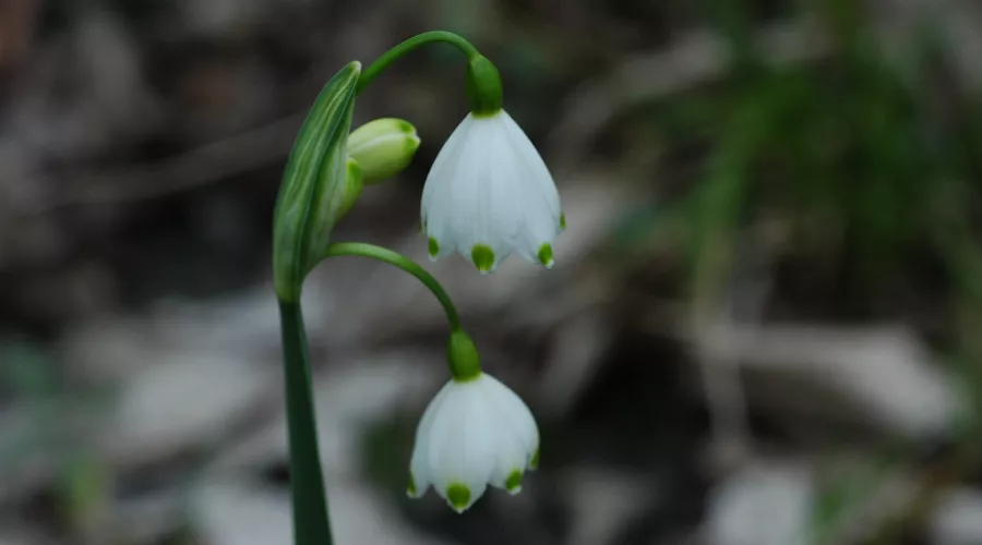  &copy;&nbsp;Фото пресс-службы Сочинского национального парка