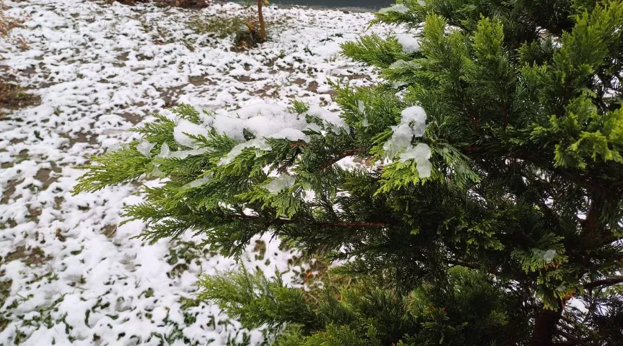  &copy;&nbsp;Фото Иолины Грибковой, Юга.ру