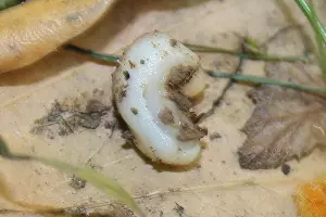 Троглолестес Соколова из Первомайской пещеры &copy;&nbsp;Фото пресс-службы Сочинского национального парка