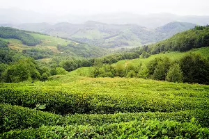 Дагомыс. Чайные плантации &copy;&nbsp;Фото Andrzej Wolinski, commons.wikimedia.org (лицензия CC 3.0)