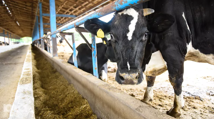  &copy;&nbsp;Фото Елены Синеок, Юга.ру