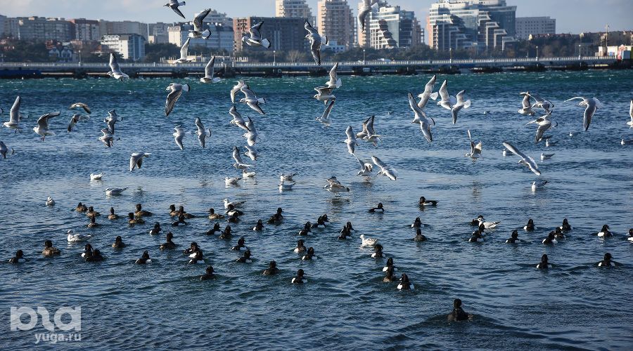 Город-курорт Геленджик &copy;&nbsp;Фото Елены Синеок, Юга.ру