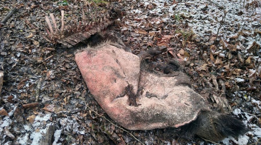  © Фото пресс-службы Кавказского заповедника