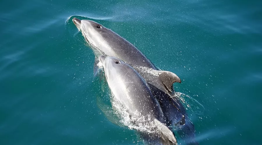  &copy;&nbsp;Фото с сайта pixabay.com