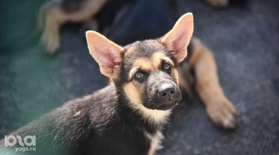  &copy;&nbsp;Елена Синеок, ЮГА.ру