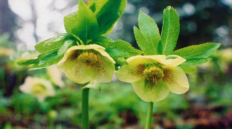 Зимовник кавказский &copy;&nbsp;Фото пресс-службы Кавказского биосферного заповедника
