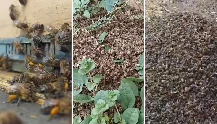 Уничтожены целые пасеки