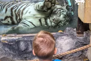  &copy;&nbsp;Фото из инстаграма &laquo;Сафари-парка&raquo;, instagram.com/safari_park93