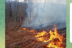 Лесной пожар в Горячем Ключе 30 марта 2024 г. © Скриншот публикации телеграм-канала «Краевой лесопожарный центр», t.me/krd_klpc