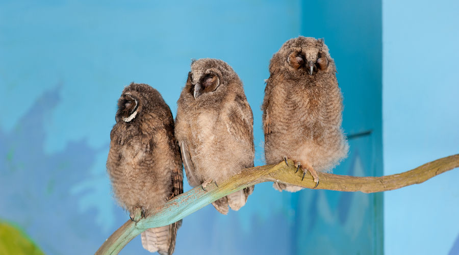 Обитатели совариума в «Сочи Парке» © Фото пресс-службы «Сочи Парка»