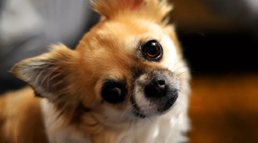 Чихуахуа &copy;&nbsp;фото с сайта pixabay.com