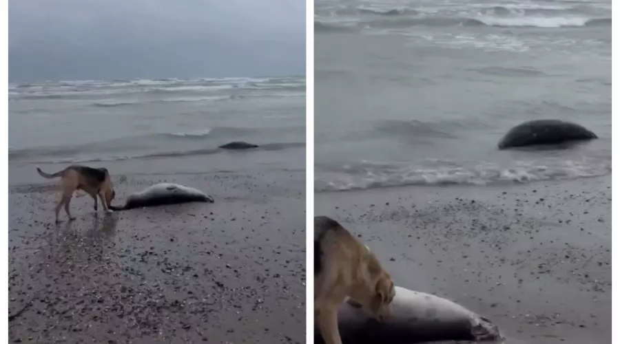  &copy;&nbsp;Скриншот из телеграм-канала &laquo;Нетипичная Махачкала&raquo; https://t.me/official_atypical/39238