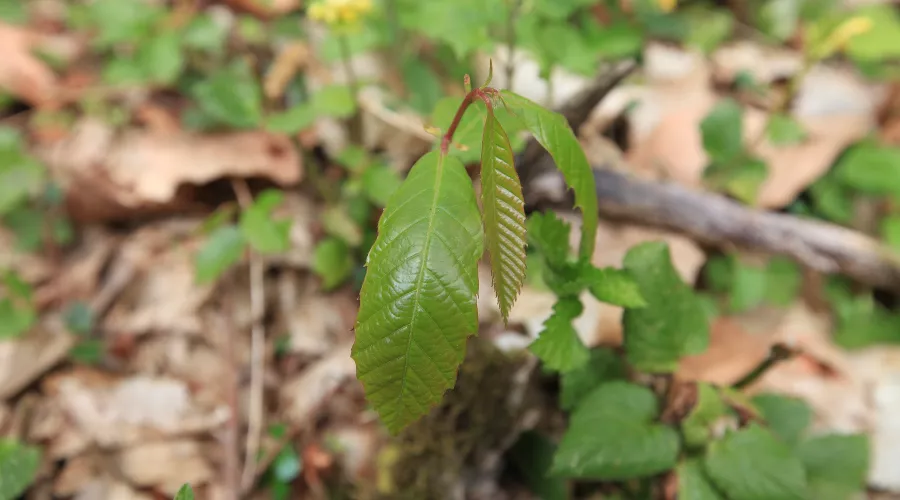 Каштан &copy;&nbsp;Фото пресс-службы Кавказского заповедника