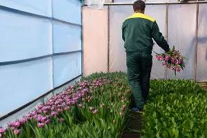 Тюльпаны &copy;&nbsp;Фото Елены Синеок, Юга.ру