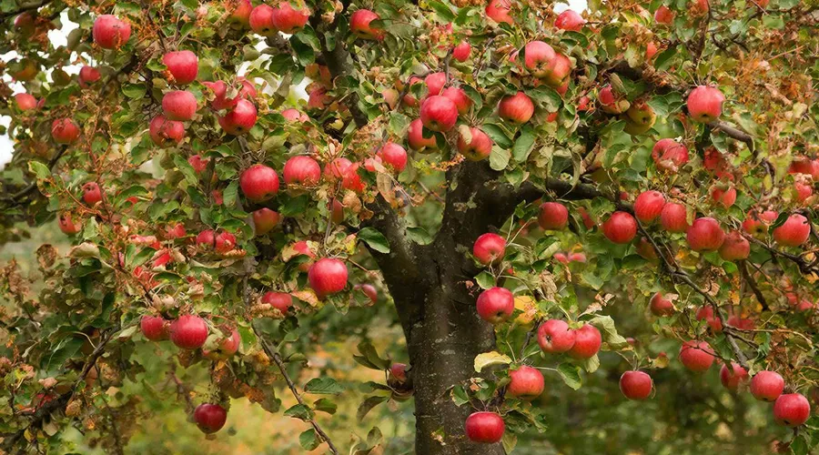яблоня &copy;&nbsp;Изображение сгенерировано нейросетью Gigachat