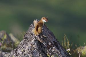  © Фото пресс-службы Кавказского заповедника