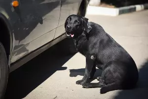  &copy;&nbsp;Фото Елены Синеок, Юга.ру