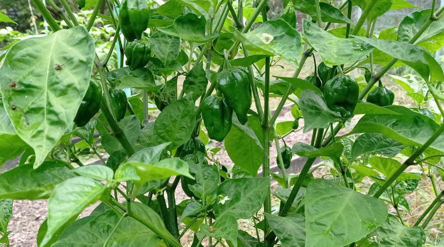 Перец «Шоколадный хабанеро» — любимый овощ семьи Рощиных &copy;&nbsp;Фото Антона Рощина