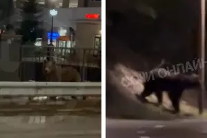  &copy;&nbsp;Скриншоты из видео телеграм-каналов &laquo;ЧП Сочи&raquo; и &laquo;Сочи Онлайн&raquo;