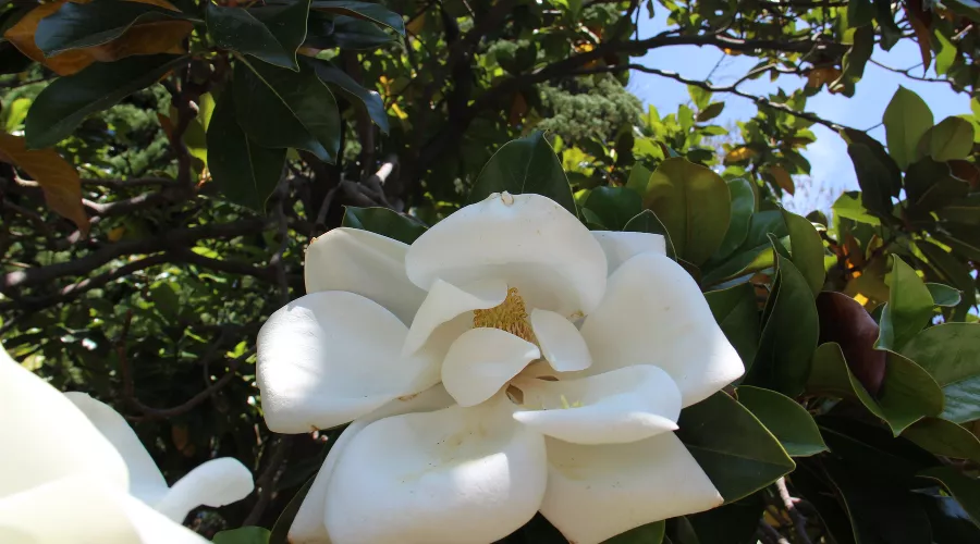  &copy;&nbsp;Фото пресс-службы Сочинского нацпарка