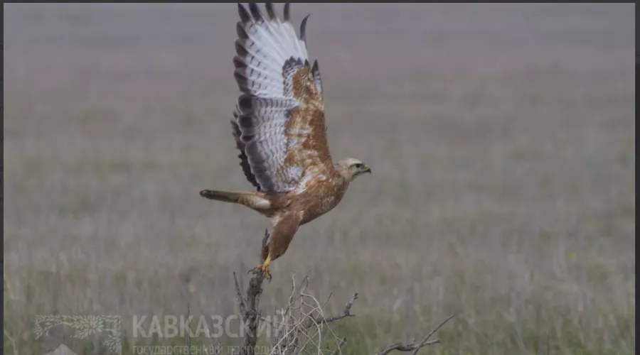  &copy;&nbsp;Скриншот из телеграм-канала &laquo;Кавказский заповедник&raquo; https://t.me/kavkazzapoved/193