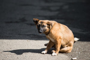 Собака © Фото Елены Синеок, Юга.ру