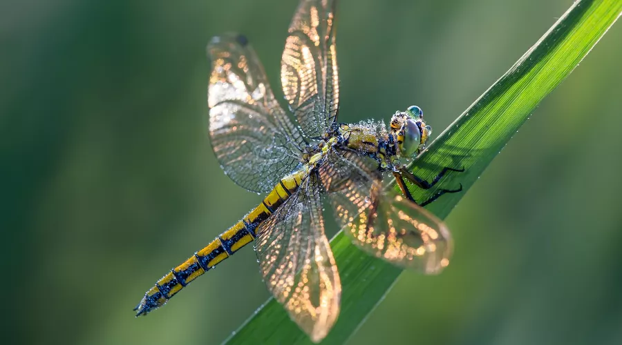  &copy;&nbsp;Фото Dorothea OLDANI, unsplash.com