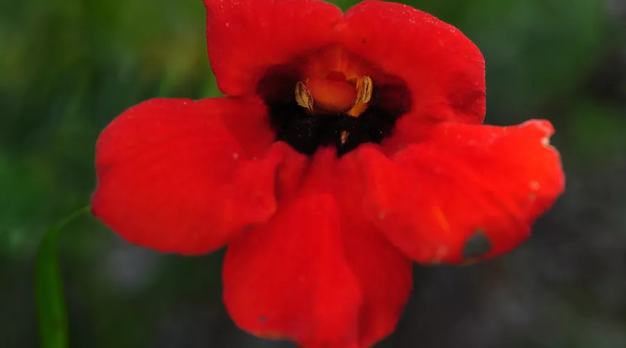  &copy;&nbsp;Фото Дмитрия Слесаренко с сайта Кавказского заповедника, kavkazzapoved.ru