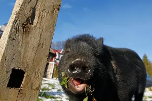 "Музей снежного человека" в Адыгее &copy;&nbsp;Влад Александров, ЮГА.ру