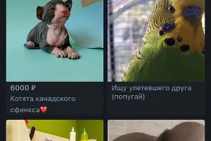  &copy;&nbsp;Скриншот приложения PetHub