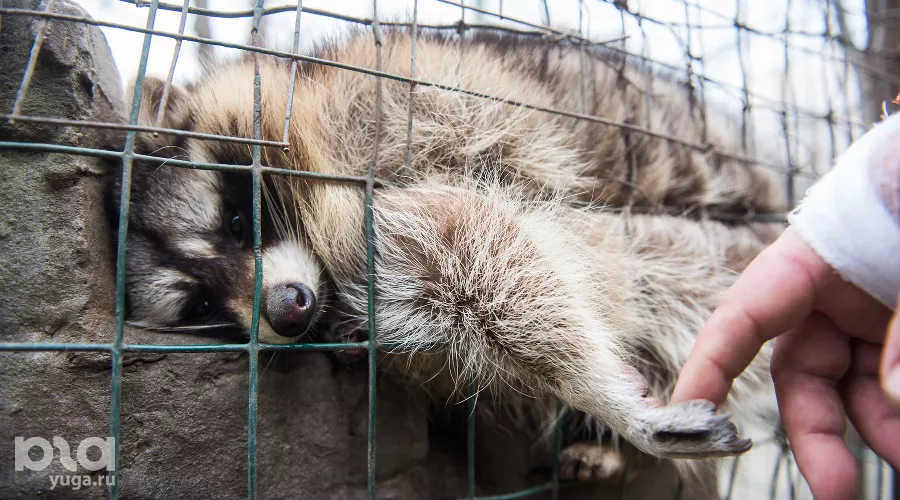  &copy;&nbsp;Фото Елены Синеок, Юга.ру