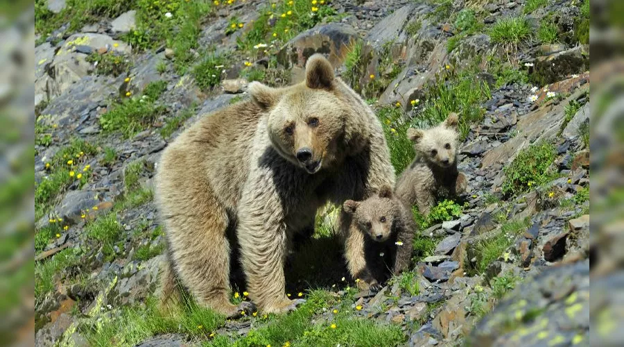  &copy;&nbsp;Фото с сайта kgpbz.ru