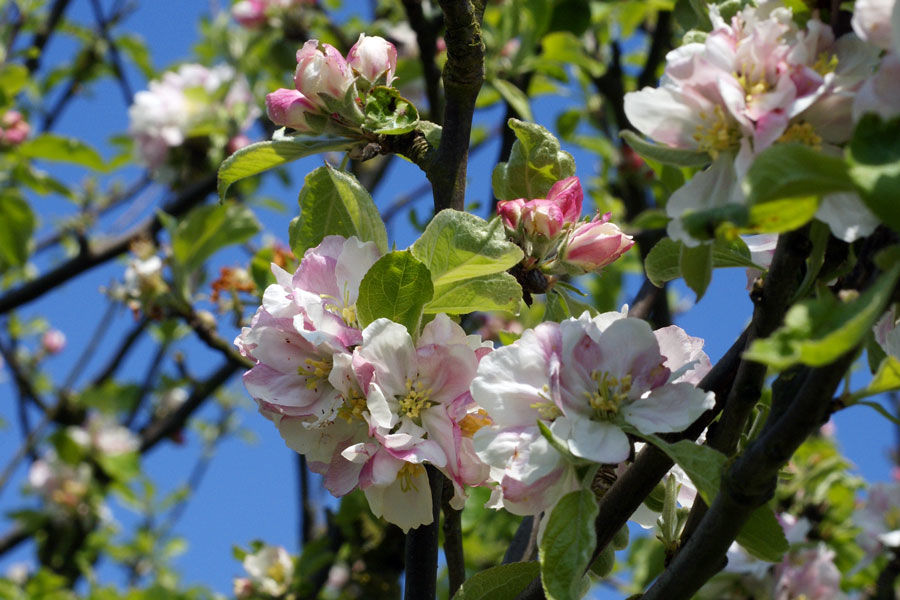 Дикая яблоня © Фото Hans Hillewaert, wikipedia.org