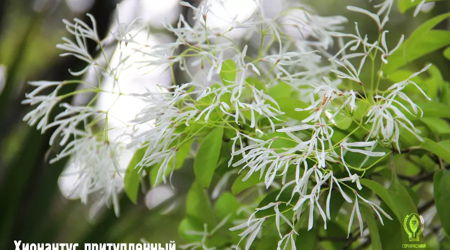 Хионантус притупленный &copy;&nbsp;Фото пресс-службы Сочинского нацпарка