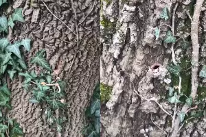 Следы сверления на деревьях вдоль улицы Приозерной в Мысхако &copy;&nbsp;Скриншот публикации в телеграм-канале &laquo;Супер новости Новороссийска&raquo;, T.me/novosti_novoross