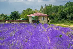 Лавандовое поле в этническом центре &laquo;Черкесский аул&raquo; &copy;&nbsp;Фото Насти Джамирзе