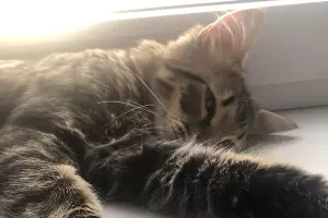  &copy;&nbsp;Фото с сайта Avito, https://www.avito.ru/moskva/koshki/kot_meyn-_kun_pravoslavnyy_2179343901