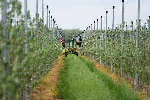 Яблоневый сад интенсивного типа © Фото пресс-службы администрации Крымского района