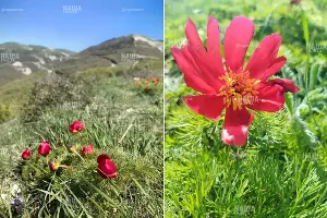  &copy;&nbsp;Коллаж из скриншотов фото из телеграм-канала &laquo;Наша Газета Новороссийск&raquo;