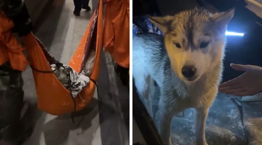 Спасенная хаски Кнопа &copy;&nbsp;Скриншоты видео из телеграм-канала Кавказского заповедника