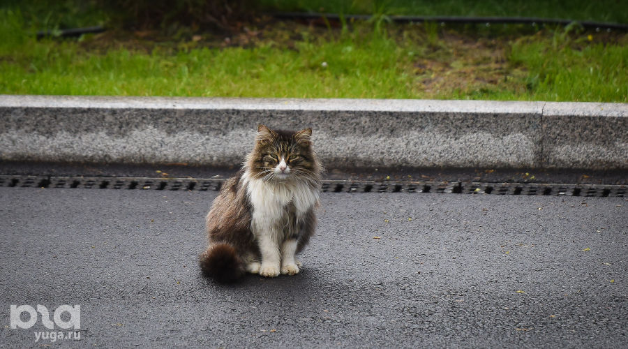  © Елена Синеок, ЮГА.ру