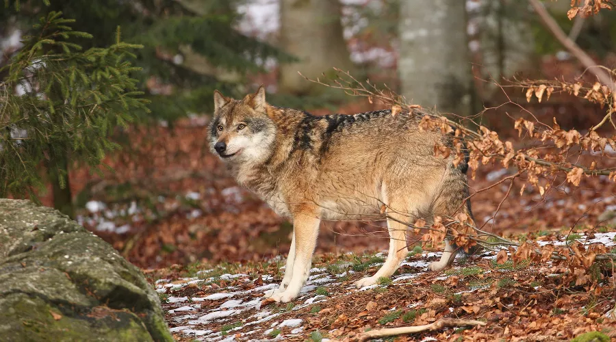  &copy;&nbsp;фото vladimircech, сайт freepik.com